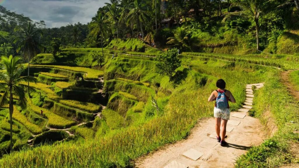 Best Scenic Activity: Rice Terrace Walk in Ubud